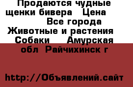 Продаются чудные щенки бивера › Цена ­ 25 000 - Все города Животные и растения » Собаки   . Амурская обл.,Райчихинск г.